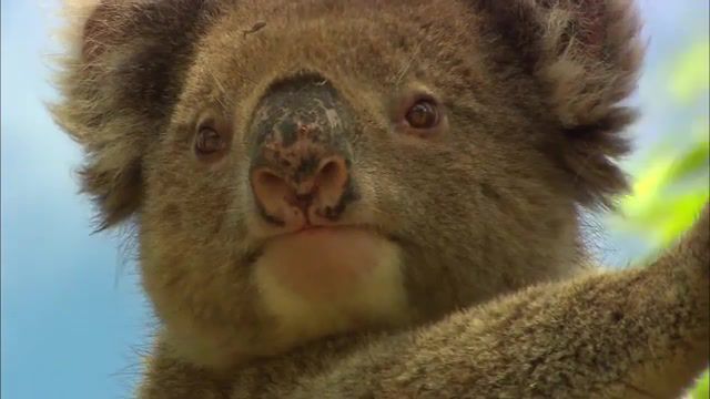 Melancholic Koala. Koala Bears Climbing Trees. Fierce Koala Bears. Australia. Marsupial. Koala Bear Claws. Koala Bear. Koala. Animals Pets.