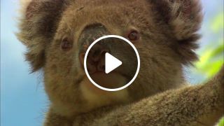 Melancholic Koala