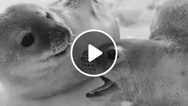 Pup buds, seal, antarctica, pups, weddell, animals pets. #1