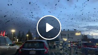 Scary crows