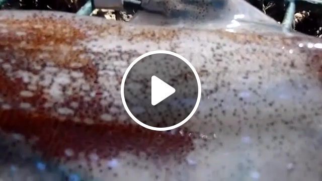 Squid skin color change, squid, wildlife, color, change, changing, maine, animals pets. #0