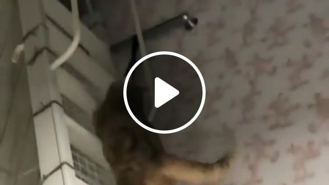 Cat, Stairway, Funny, Animals Pets. #0