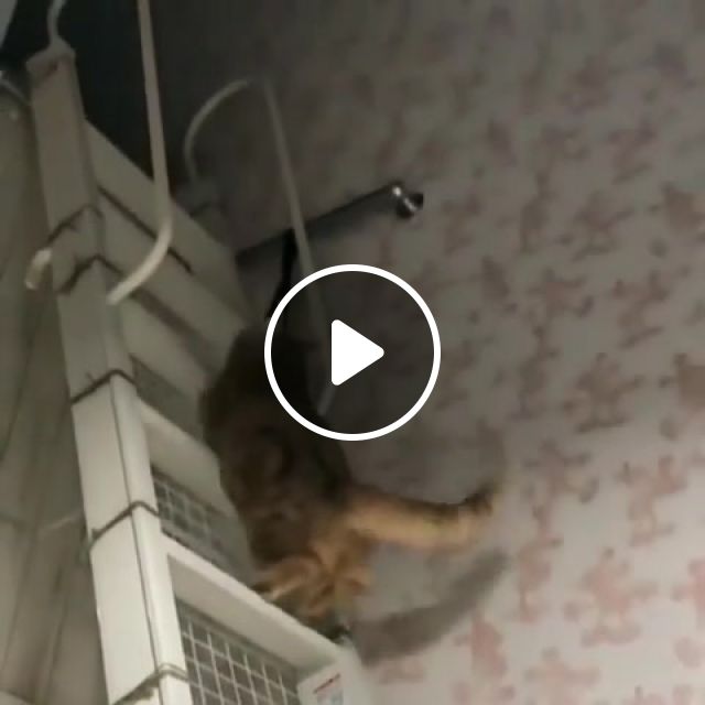 Cat, Stairway, Funny, Animals Pets. #1