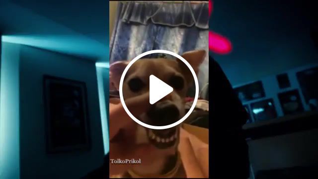 Stardog, omg, cool, lol, wtf, fun, top, rus, dogs, dog, music, the weeknd starboy, starboy, animals pets. #0