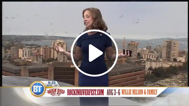 Surprise, motherers, ed up, what are you doing, wow, channel, live, broadcast, tv, wtf, giant bird, big bird, seagull, weathercast, weather, newscast, news, show, animals pets. #1