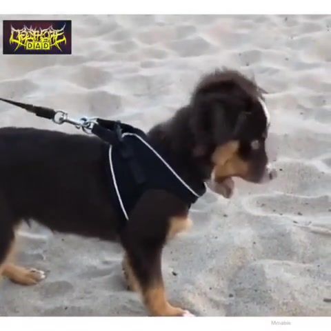 This dog's BLEGH - Video & GIFs | dog meme,deathcore memes,animals,dogs,metal memes,animals pets