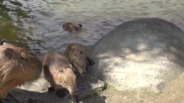 Two steps from pond, Chiguire, Capybara, Animals Pets