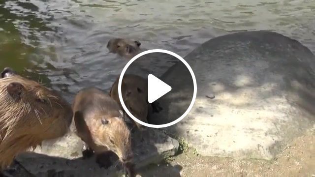 Two steps from pond, chiguire, capybara, animals pets. #0