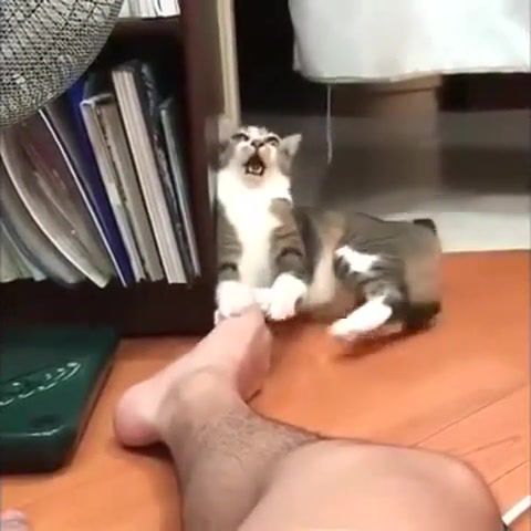 What is this smell, Crazy Cat, Evil Cat, Cat, Cat Compilation, Cute Cat, Cute, Funny Cat, Funny Funny Compilation, Compilation, So Funny, Fail, Fail Compilation, Must Watch, Cat Attack, Animals Pets