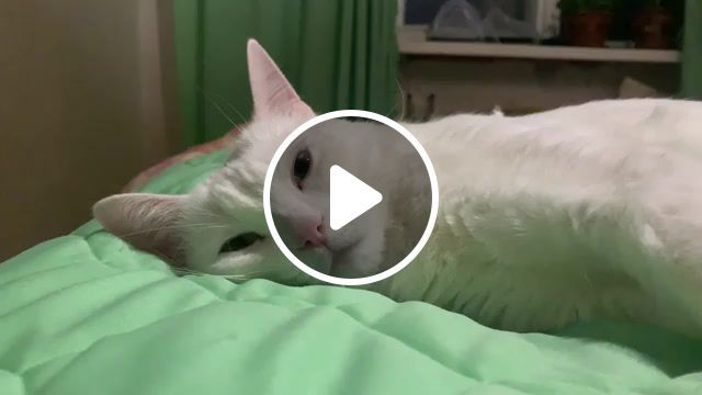 White cat, cat animals, cat, cats, cat sleeping, animals pets. #0