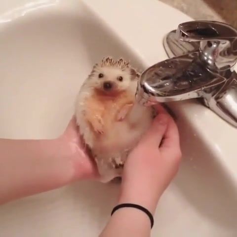 Wild wild hedgehog, sonic, light, chill out, chill, easy, free, lol, wat, eleprimer, water, zoo, hedgehog, mix, west, wild, animals pets.