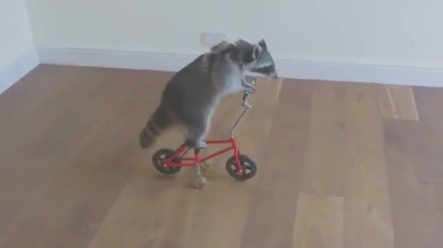 A raccoon riding a tiny bicycle, animals pets.