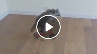 A Raccoon Riding a Tiny Bicycle