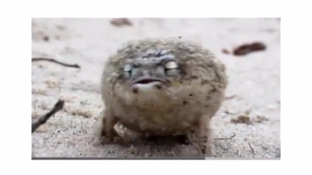 Angry boii frog, angry, frog, boi, yeah boy, animals pets.