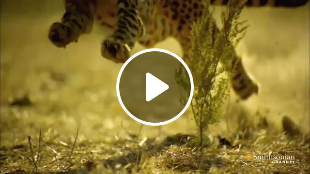 Animals world, bbc, wildlife, wild, life, lion, hunting, legend, animals, slow motion, elephant, lions, safari, whale, nature, mayer, africa, snake, shark, tigers, compilation, animal, animals pets. #0