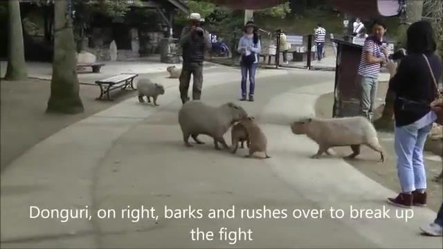 Baby capybaras fight until big wisdom capybaras stop, baby capybaras, chiguire, capivara, carpincho, capybara, nagasaki bio park, animals pets.