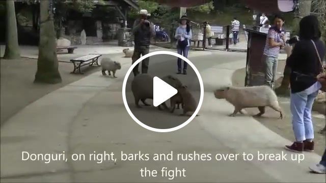 Baby capybaras fight until big wisdom capybaras stop, baby capybaras, chiguire, capivara, carpincho, capybara, nagasaki bio park, animals pets. #0 Baby capybaras fight until big wisdom capybaras stop, baby capybaras, chiguire, capivara, carpincho, capybara, nagasaki bio park, animals pets. #0