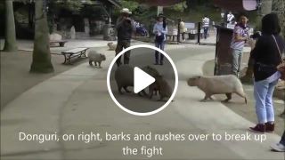 Baby Capybaras Fight Until Big Wisdom Capybaras Stop