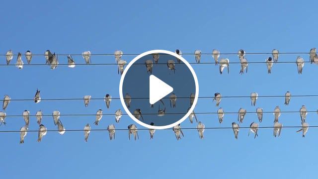 Birds, sinemorets, bulgaria, cleaning, birds, morning, swallows, animals pets. #0