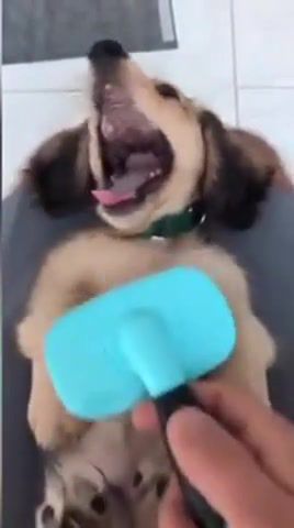 Brush Brush - Video & GIFs | puppy,dog,doggy,doggo,funny,meme,brush,comb,sweet,cute,hilarious,vine,animals pets