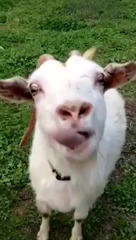 Busta Goat, Youtube Capture, Animals Pets