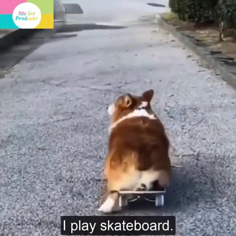 Corgi play skateboard, Corgi Puppy, Corgi, Doggo, Skateboard, Animals Pets