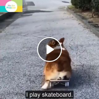 Corgi play skateboard