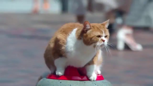 Curling, Cat Pet Curlling, Kind Pets, Animals Pets