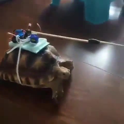 Cyber turtle, animals pets.