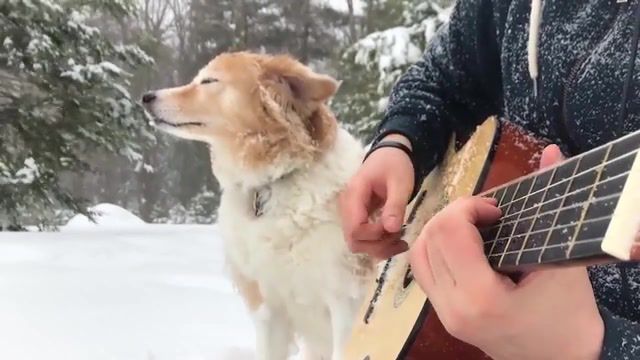 Dog and guitar, guitar, la la land, mia and sebastian, cover, acousticguitar, fingerstyle, clical guitar, acoustic guitar, guitar cover, song, nylon strings, snow, dog, blizzard, trench, maple, acoustictrench, animals pets.