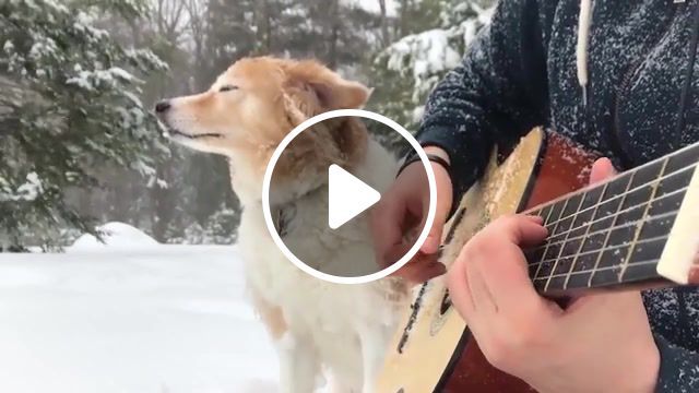 Dog and guitar, guitar, la la land, mia and sebastian, cover, acousticguitar, fingerstyle, clical guitar, acoustic guitar, guitar cover, song, nylon strings, snow, dog, blizzard, trench, maple, acoustictrench, animals pets. #0
