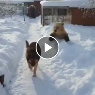 Dog like a boss vs bear