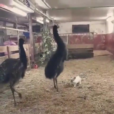 Emus Are So Dramatic. Rabbit. Scary. Movie. Ostrich. Drama. Horror. Cut. Eat. Help. Emus. Pet. Pets. Animal. Animals. Somebody. Fearfully. Terribly. Panic. Attack. Animals Pets.