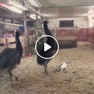 Emus are so dramatic