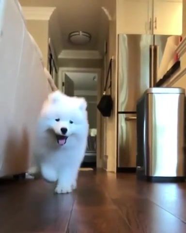 Fluffy joy, Dog, Animals Pets