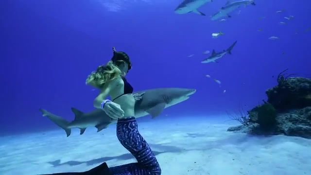Freedive against all odds, L A D Y Emotional Acoustic Guitar Instrumental Trap Rnb Neo Soul Beat, Shark Diving, Sharks, Waterlust, Diver, Underwater, Freediver, Dive, Onebreath, Underwaterphotography, Freedive, Spearfishing, Freediving, Nature Travel
