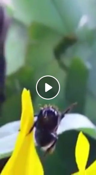 German bumble bee
