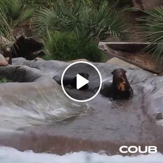 Giant Otter Aquapark