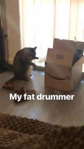 Hellcat. Cat. Drummer. Fat. Fat Cat. Squarepusher. Meow. Drumandb. Drillandb. Warprecords. Electronica. Animals Pets.