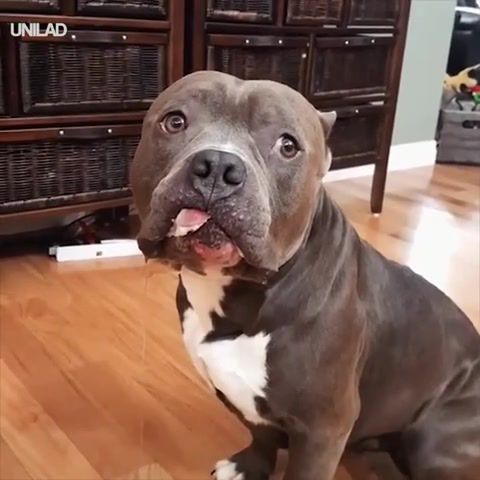 He's got more self control than I have Woodsie the American Bully - Video & GIFs | dog,good boy,meme,animals pets