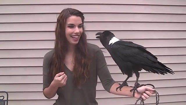 Hi, Talking Raven, Funny, Raven Talking, Birds Talking, Funny Animals, Bird, Raven, Animals Pets