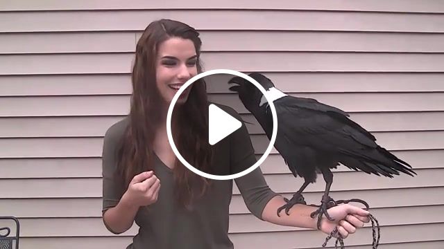 Hi, talking raven, funny, raven talking, birds talking, funny animals, bird, raven, animals pets. #1