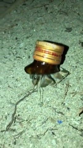 Home Sweet Home - Video & GIFs | home sweet home,home,hermit,bottled,crab,lindemann,bottle,bottle cap,lid,neck,crawling,funny,tropics,ocean,sand,animals pets