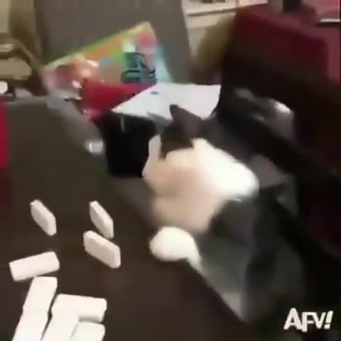 I do not play with you Jack - Video & GIFs | cat,funny,play,hilarious,meme,cute,game,domino,kitty,angry,lose,very funny,do not play,animals pets