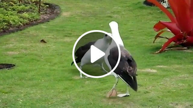 I'm an albatross, i'm an albatraoz, aronchupa i m an albatraoz, aronchupa, bird dance, dance, birds, albatross, animals pets. #0