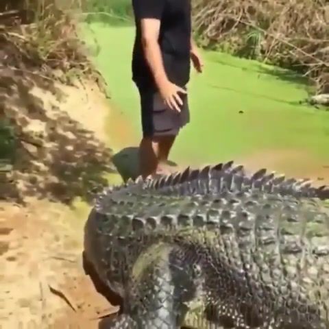 Jesus christ the size of this crocodile, animals pets.