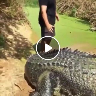 Jesus christ the size of this crocodile
