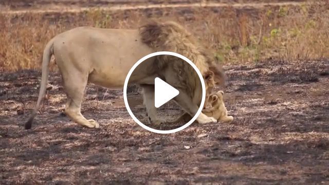 Lion father playing lion cub, animals pets. #0