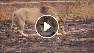 Lion father playing lion cub