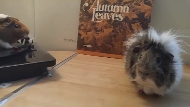 Listening to music, Animals, Hamsters, Funny, Lol, Haha, Fail, Fails, Funny Animals, Funny Pets, Pets, Pet Fails, Animal Fails, Animal Fail, Wtf, Awkward, Vinyl, Vinyl Record, Record, Vinyl Records, Guinea Pig, Music, Animals Pets